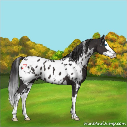 Horse Color:White Spotted Smoky Black Sabino Splash Appaloosa 