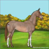 Horse Color:Red Roan 
