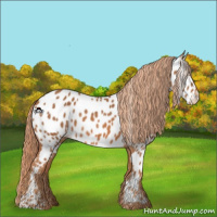 Horse Color:Chestnut Appaloosa 