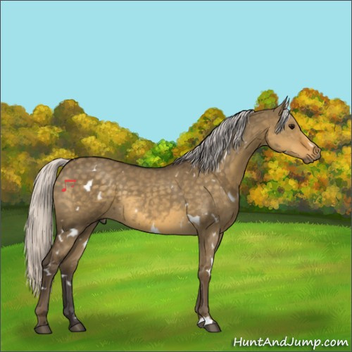 Horse Color:White Spotted Silver Smoky Grullo 