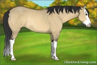 Horse Color:Buckskin Dun Splash Rabicano