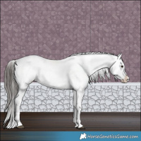 Horse Color:Liver Chestnut Sabino Splash Appaloosa 