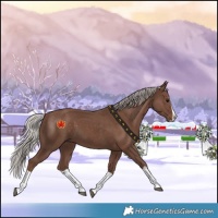 Horse Color:Silver Black Splash 