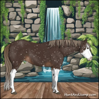 Horse Color:Liver Chestnut Sabino Splash Appaloosa 