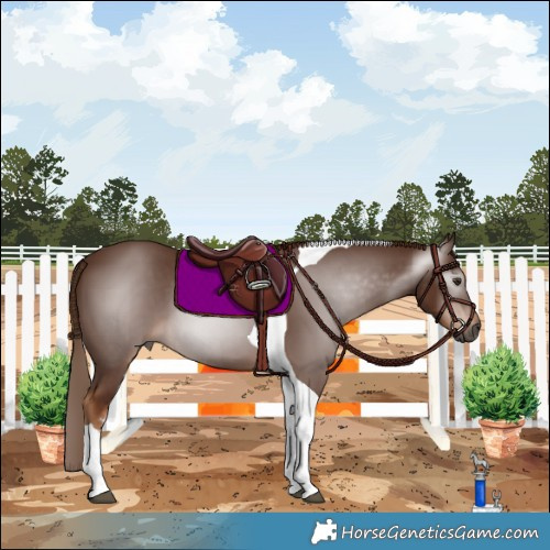 Horse Color:Gray Chestnut Tobiano 