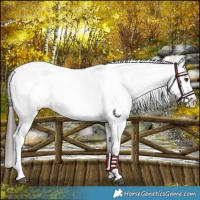 Horse Color:Liver Chestnut Sabino Splash Appaloosa 