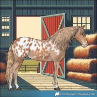 Horse Color:Chestnut Appaloosa 