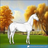 Horse Color:Gray Black Sabino Splash Appaloosa 