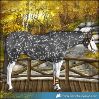 Horse Color:Liver Chestnut Sabino Splash Snowflake Varnish
