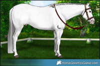 Horse Color:Liver Chestnut Sabino Splash Appaloosa 