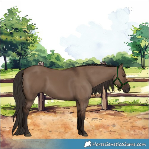 Horse Color:Liver Red Dun 
