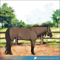 Horse Color:Liver Red Dun