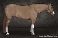 Horse Color:Liver Red Dun 
