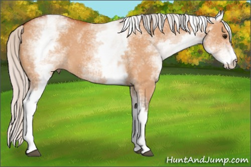 Horse Color:White Spotted Silver Bay Dun 