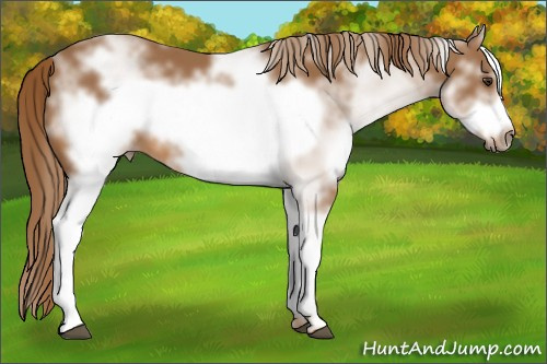 Horse Color:White Spotted Chestnut Frame 