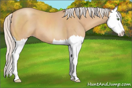 Horse Color:Silver Classic Champagne Splash 