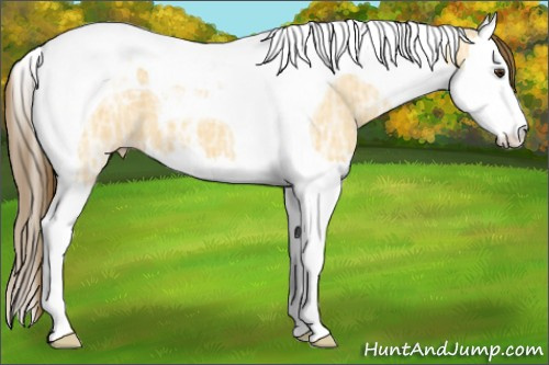 Horse Color:Buckskin Ice Dun Splash Tobiano Appaloosa 