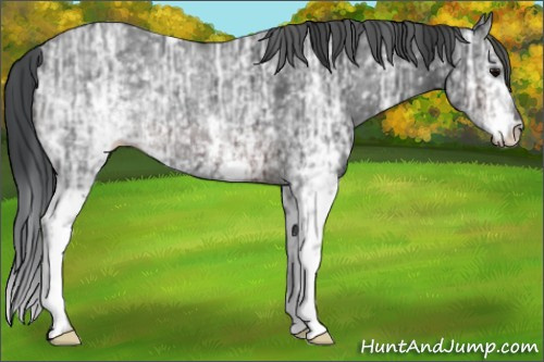 Horse Color:White Spotted Brown Ice 