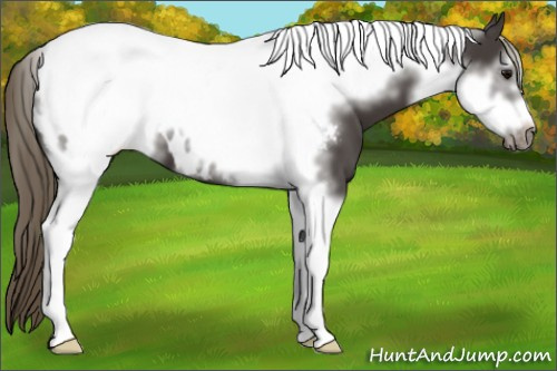 Horse Color:Smoky Black Tobiano Frame Appaloosa 