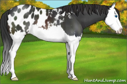 Horse Color:Brown Splash Appaloosa 