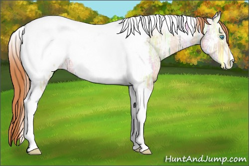 Horse Color:Buckskin Ice Pearl Tobiano Appaloosa 