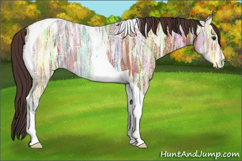 Horse Color:Buckskin Ice Tobiano Appaloosa Rabicano 