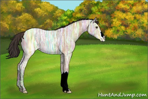 Horse Color:Bay Ice Dun 