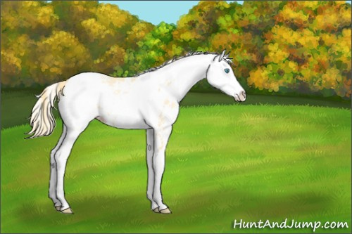 Horse Color:Buckskin Pearl Sabino 