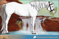 Horse Color:Liver Red Dun Sabino Splash Appaloosa 