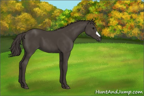 Horse Color:Smoky Black 