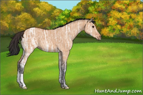 Horse Color:Bay Ice Dun 