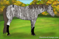 Horse Color:Smoky Black Ice Appaloosa 