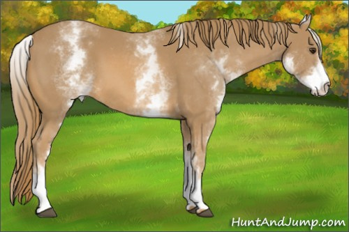 Horse Color:White Spotted Chestnut 
