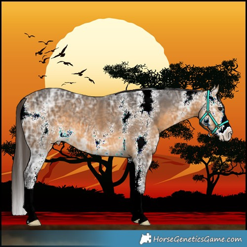 Horse Color:Buckskin Ice Sabino 