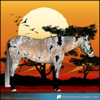 Horse Color:Buckskin Ice Sabino 