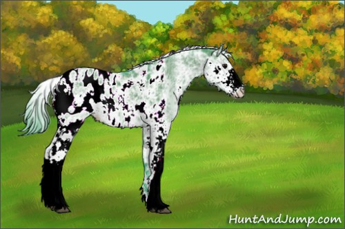 Horse Color:Watercolor Grullo Sabino Appaloosa 