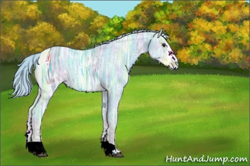 Horse Color:ERROR: UNKNOWN ANOMALY