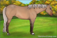 Horse Color:Silver Bay Dun