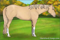 Horse Color:Gold Champagne 
