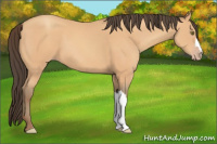 Horse Color:Amber Champagne 
