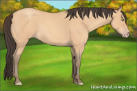 Horse Color:Amber Champagne Roan 