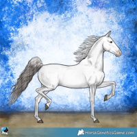 Horse Color:Liver Red Dun Sabino Splash Appaloosa 