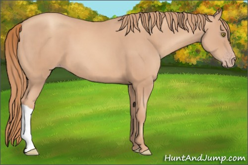 Horse Color:Gold Champagne 