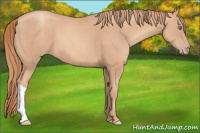 Horse Color:Gold Champagne 