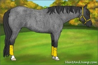 Horse Color:Blue Roan 