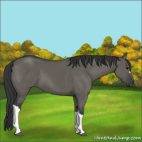 Horse Color:Grullo