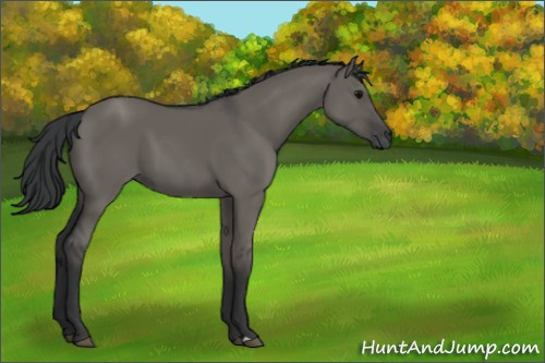 Horse Color:Grullo