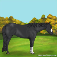 Horse Color:Black 