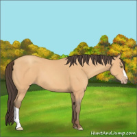 Horse Color:Amber Champagne 