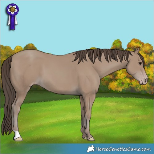 Horse Color:Classic Champagne